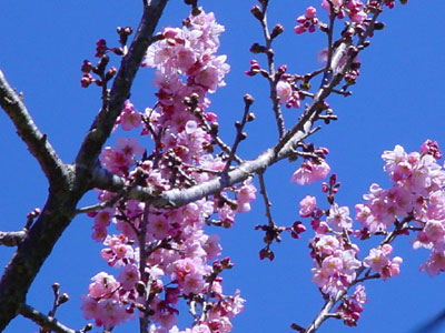 cerejeira em flor