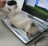 gato deitado no notebook